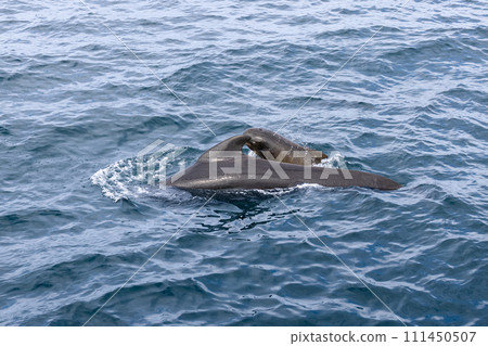 wirling waves of the Norwegian Sea frame a tender moment between whale and calf  111450507