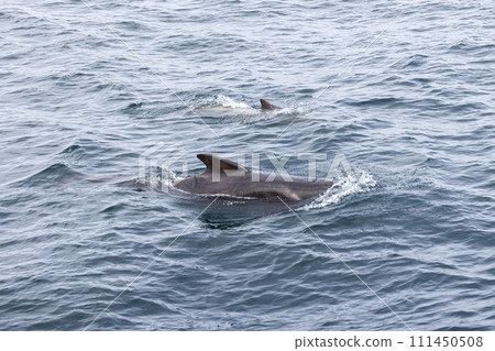 In the woven textures of the Norwegian Sea, a whale calf and mother glide quietly In the woven textures of the Norwegian Sea, a whale calf and mother glide quietly 111450508