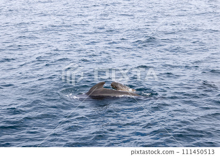 Calf and mother pilot whale exhale mist together in Norwegian Sea Calf and mother pilot whale exhale mist together in Norwegian Sea 111450513