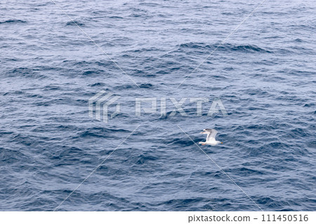 A lone seagull over textured waters of the Norwegian Sea in serene flight 111450516