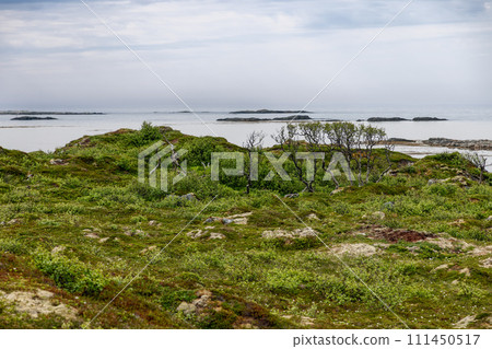 Serene Norwegian tundra, sparse trees, moss rocks overlooking Arctic waters 111450517