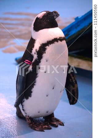 Cape penguin napping at Vogel Park in Matsue 111450560
