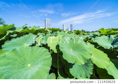 夏季上野公園、不忍池荷葉和建築物[東京都台東區] 111450629