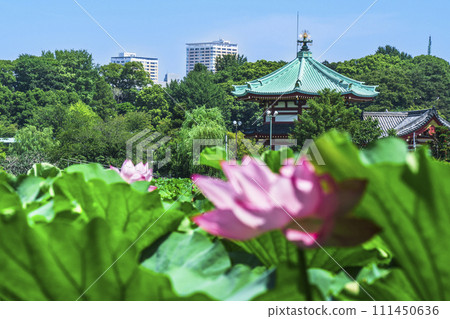 Ueno Park in summer, lotus flowers blooming in Shinobazu Pond and Bentendo [Taito Ward, Tokyo] 111450636