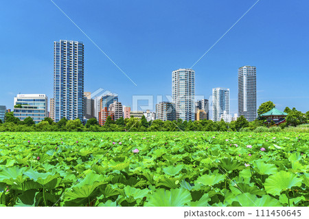 Summer Ueno Park, Shinobazu Pond lotus and buildings [Taito Ward, Tokyo] 111450645