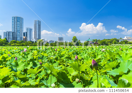 Ueno Park, where the summer sky spreads, Shinobazu Pond lotus and buildings [Taito Ward, Tokyo] 111450654