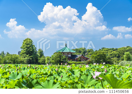 Ueno Park under the summer sky, Shinobazu Pond lotus and Bentendo [Taito Ward, Tokyo] 111450656