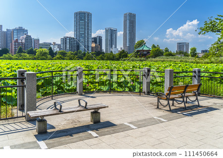 Summer Ueno Park, Shinobazu Pond and buildings [Taito Ward, Tokyo] 111450664