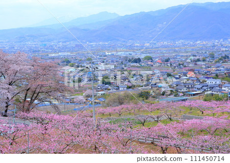《山梨縣》盛開的桃花田，春天的甲府盆地 111450714