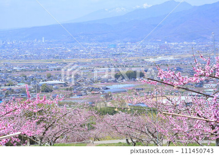 《Yamanashi Prefecture》 Full bloom peach blossom field, spring Kofu basin 《Yamanashi Prefecture》 Full bloom peach blossom field, spring Kofu basin 111450743