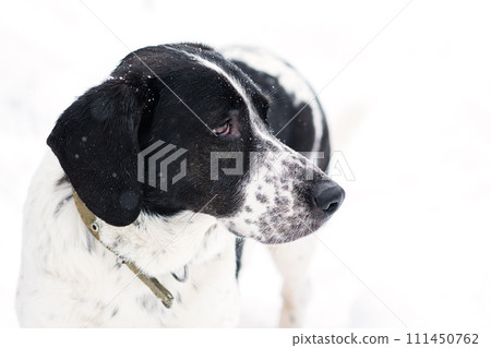 Contemplative Spotted Dog Contemplative Spotted Dog 111450762