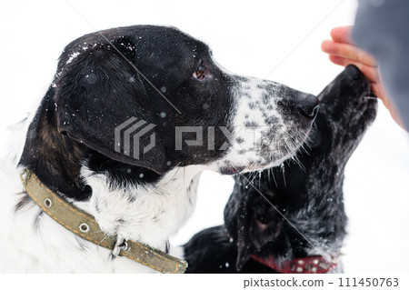 Snowy Canine Affection Snowy Canine Affection 111450763