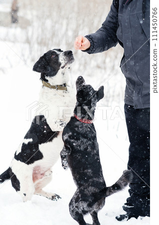 Expectant Pups in Snow Expectant Pups in Snow 111450766