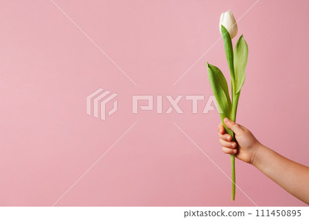 White tulip in child hand on a pink background, copy space, greeting card 111450895