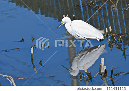 The appearance of a white heron reflected on the blue water surface (vertical composition) The appearance of a white heron reflected on the blue water surface (vertical composition) 111451113