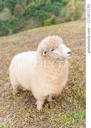 flock of sheep are walking in the meadow,sheep 111451150