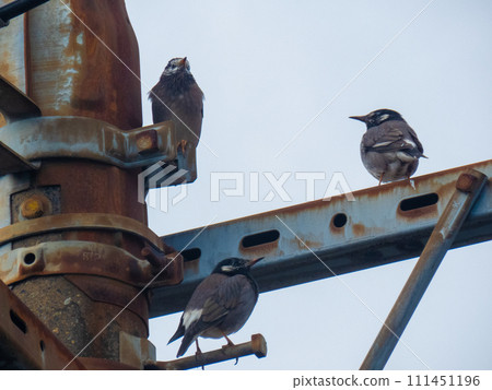 三隻椋鳥棲息在電線上 三隻椋鳥棲息在電線上 111451196