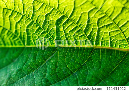Texture of vibrant green leaf veins and sunshine 111451922