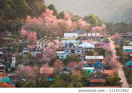 Rural scene of Thai tribe village with wild himalayan cherry tree blooming in springtime at Ban Rong Kla, Thailand 111451942