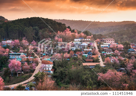 Rural scene of Thai tribe village with wild himalayan cherry tree blooming in the sunset at Ban Rong Kla, Thailand 111451946