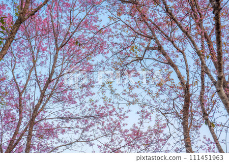 Pink wild himalayan cherry tree blooming in the garden on springtime at Phu Lom Lo Pink wild himalayan cherry tree blooming in the garden on springtime at Phu Lom Lo 111451963
