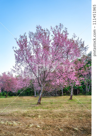 Wild himalayan cherry tree with pink flower blooming in springtime on agriculture field at Phu Lom Lo Wild himalayan cherry tree with pink flower blooming in springtime on agriculture field at Phu Lom Lo 111451965
