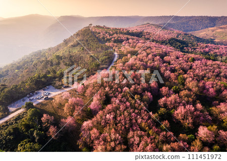 Beautiful aerial view of Wild himalayan cherry forest blooming on mountain hill and rural road in the morning at Phu Lom Lo, Phu Hin Rong Kla national park, Thailand Beautiful aerial view of Wild himalayan cherry forest blooming on mountain hill and rural road in the morning at Phu Lom Lo, Phu Hin Rong Kla national park, Thailand 111451972