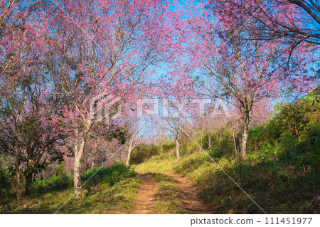 Wild himalayan cherry tree with pink flower blooming in springtime on agriculture field at Phu Lom Lo 111451977
