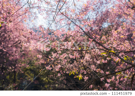 Pink wild himalayan cherry tree blooming in the garden on springtime at Phu Lom Lo 111451979