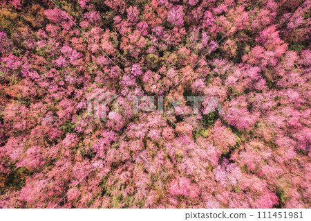 Beautiful pink petal of wild himalayan cherry tree blooming in the garden on springtime at Phu Lom Lo Beautiful pink petal of wild himalayan cherry tree blooming in the garden on springtime at Phu Lom Lo 111451981
