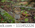 Squirre 111452226