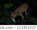 red fox catching fish 111452227