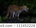 A red fox I met in the summer forest 111452228