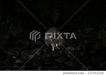 Blakiston's Fish Owl I met in the forest 111452229