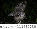 Striped Owl 111452230