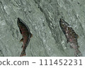 Sakura trout swimming upstream 111452231