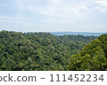 tropical rain forest 111452234