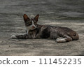 A relaxing cat 111452235