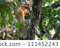 Proboscis monkey resting on a tree 111452243