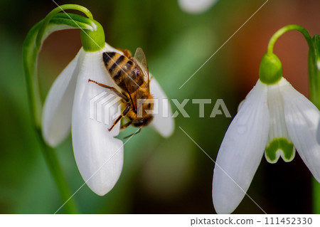 An arthropod pollinator, the bee, rests on a white flower in closeup view An arthropod pollinator, the bee, rests on a white flower in closeup view 111452330