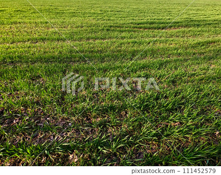 The image depicts a lush green grass field, illuminated by sunlight casting shadows and highlighting the texture of the grass. The image depicts a lush green grass field, illuminated by sunlight casting shadows and highlighting the texture of the grass. 111452579