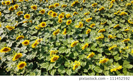 Sunflower flowers in the field, top view. Sunflower flowers in the field, top view. 111452592