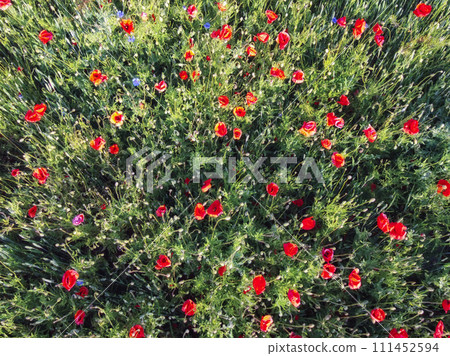 Red poppies on a wheat field on a sunny day, aerial view. Background. Red poppies on a wheat field on a sunny day, aerial view. Background. 111452594