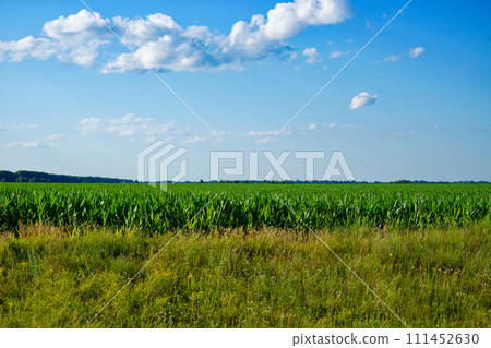 A vast cornfield on a sunny day. A vast cornfield on a sunny day. 111452630