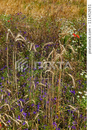 Ripe wheat stalks dominate the image, interrupted by clusters of bright, blooming white flowers and red poppies. Ripe wheat stalks dominate the image, interrupted by clusters of bright, blooming white flowers and red poppies. 111452651