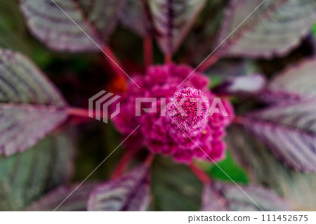 A bright, textured pink bloom contrasts with the dark, veined leaves around it. A bright, textured pink bloom contrasts with the dark, veined leaves around it. 111452675