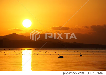 Sunset and Tundra Swans over Lake Shinji in Matsue City, Shimane Prefecture 111452682