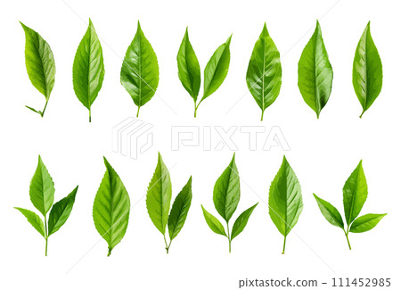 Tea leaf vector set isolated on white background Tea leaf vector set isolated on white background 111452985