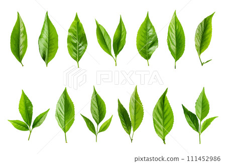 Tea leaf vector set isolated on white background 111452986