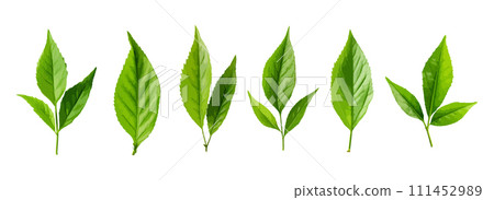 Tea leaf vector set isolated on white background 111452989